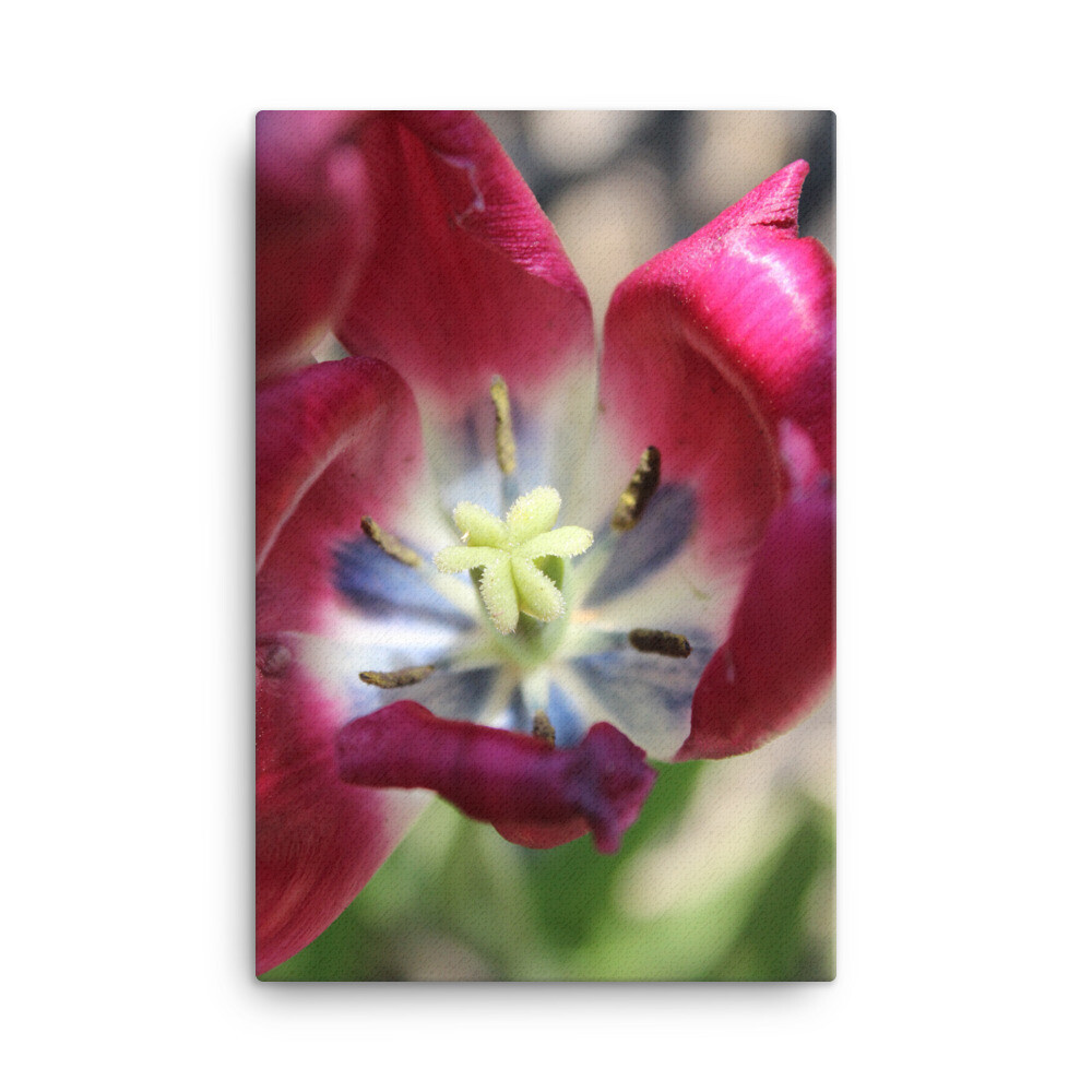 Pink tulipan